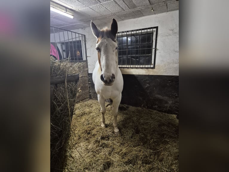 More ponies/small horses Mix Mare 13 years 14,2 hh Pinto in Kürten