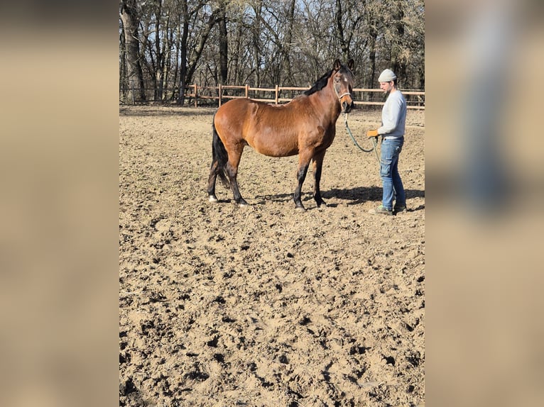 More ponies/small horses Mare 13 years 14,3 hh Brown in Vienenburg