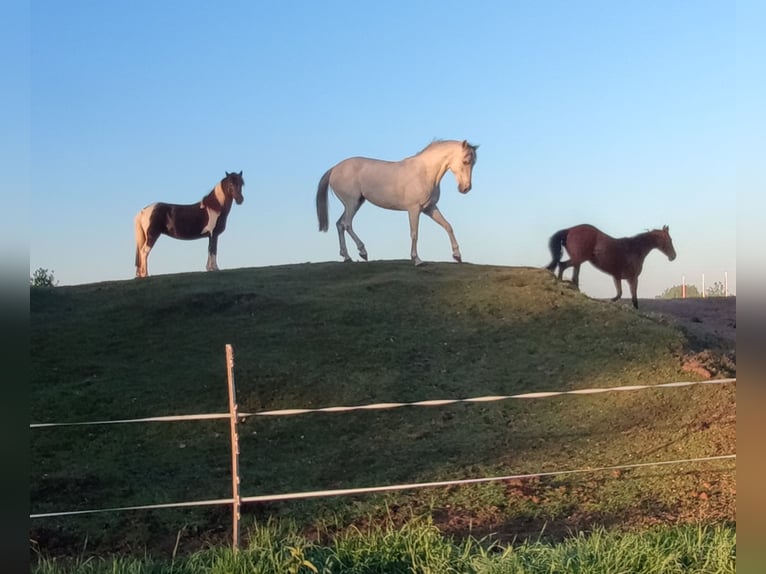 More ponies/small horses Mare 13 years 15 hh Grey in J&#xF6;rl