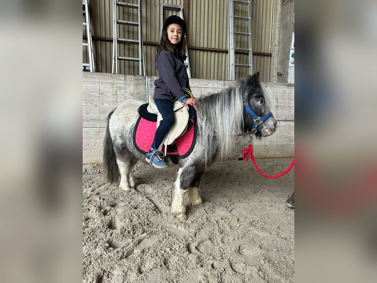 More ponies/small horses Mare 13 years 8,1 hh Pinto in Bogaarden