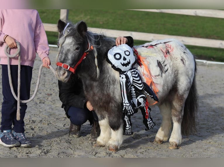 More ponies/small horses Mare 13 years 8,1 hh Pinto in Bogaarden