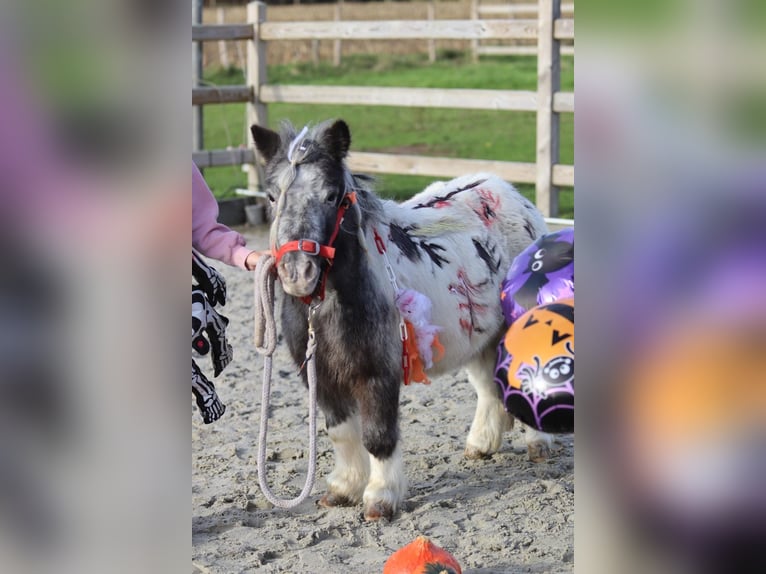 More ponies/small horses Mare 13 years 8,1 hh Pinto in Bogaarden