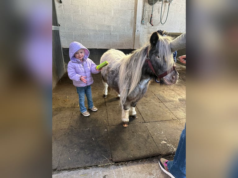 More ponies/small horses Mare 13 years 8,1 hh Pinto in Bogaarden