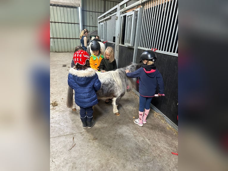 More ponies/small horses Mare 13 years 8,1 hh Pinto in Bogaarden