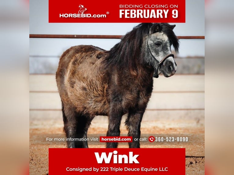 More ponies/small horses Mare 13 years 9 hh Black in Cisco