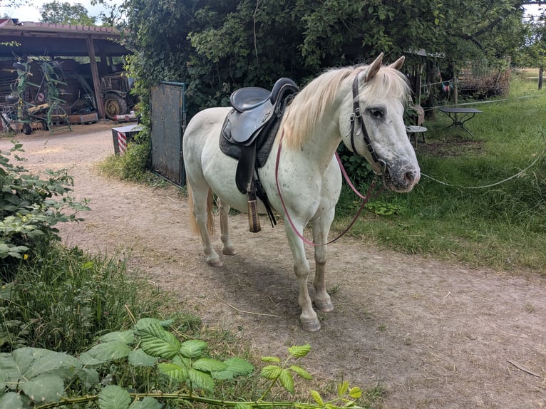 More ponies/small horses Mix Mare 14 years 12.2 hh Leopard-Piebald in Wiesloch