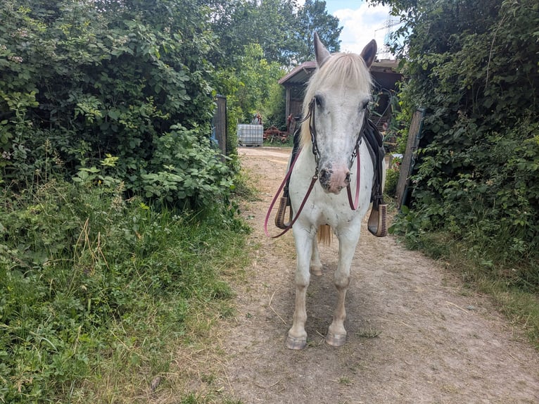 More ponies/small horses Mix Mare 14 years 12.2 hh Leopard-Piebald in Wiesloch