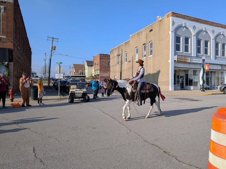 More ponies/small horses Mare 14 years 12,3 hh Pinto in Henderson