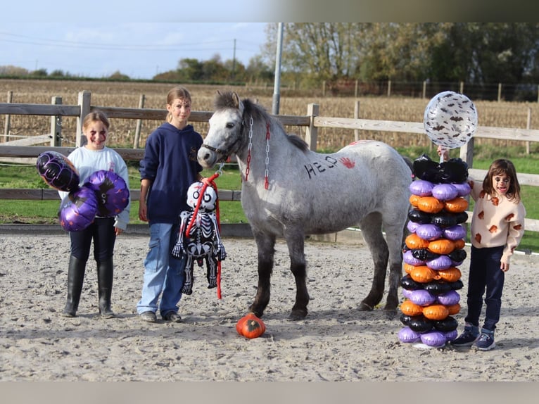 More ponies/small horses Mare 14 years 12,1 hh Leopard-Piebald in Bogaarden