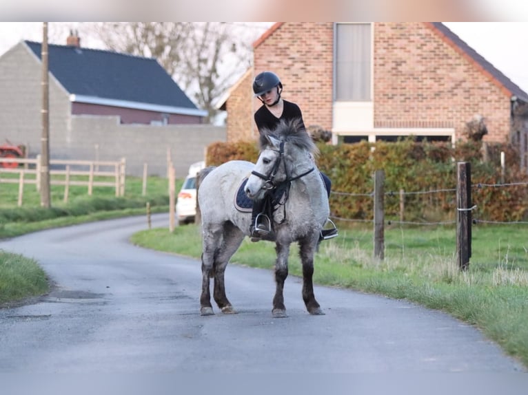 More ponies/small horses Mare 14 years 12,1 hh Leopard-Piebald in Bogaarden