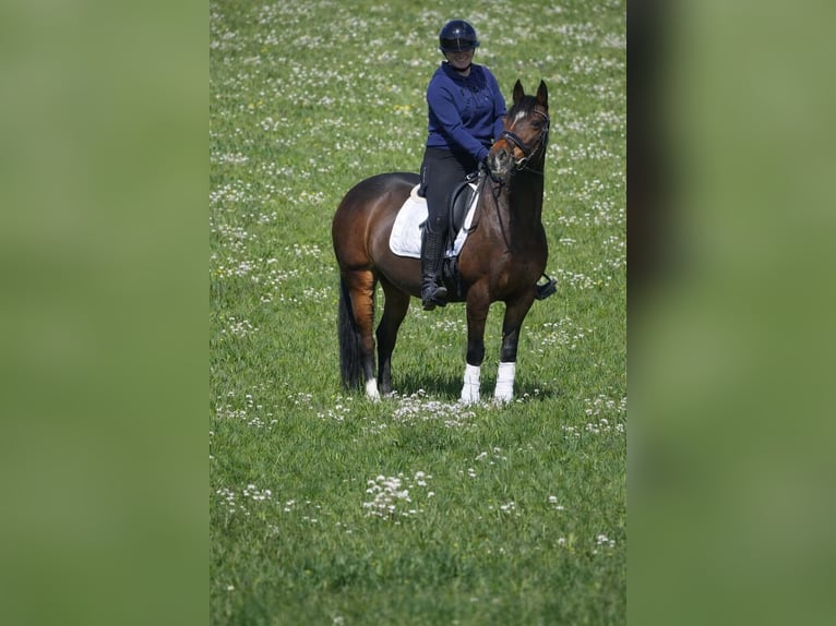 More ponies/small horses Mare 14 years 14.1 hh Bay-Dark in Nettersheim