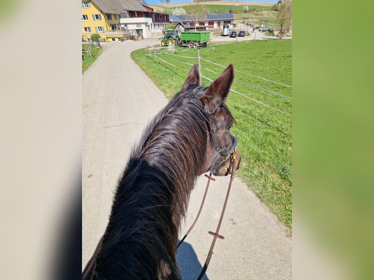 More ponies/small horses Mix Mare 14 years 14.2 hh Black in Berg