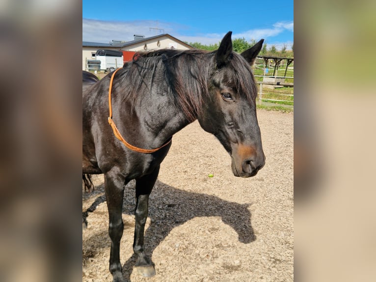 More ponies/small horses Mix Mare 14 years 14.2 hh Black in Berg