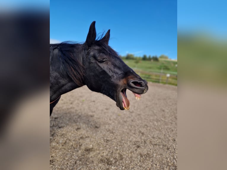 More ponies/small horses Mix Mare 14 years 14.2 hh Black in Berg
