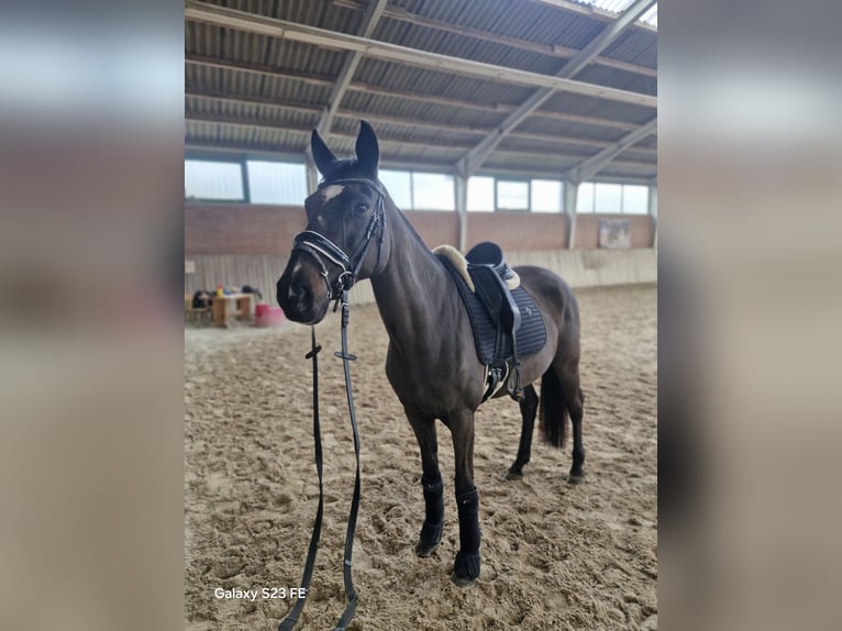 More ponies/small horses Mare 14 years 14,2 hh Black in Alzenau in Unterfranken