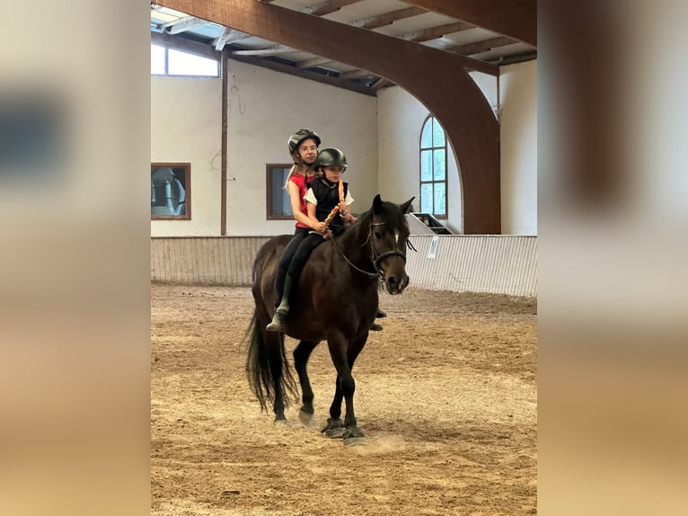 More ponies/small horses Mare 14 years 14 hh Brown in Ensdorf