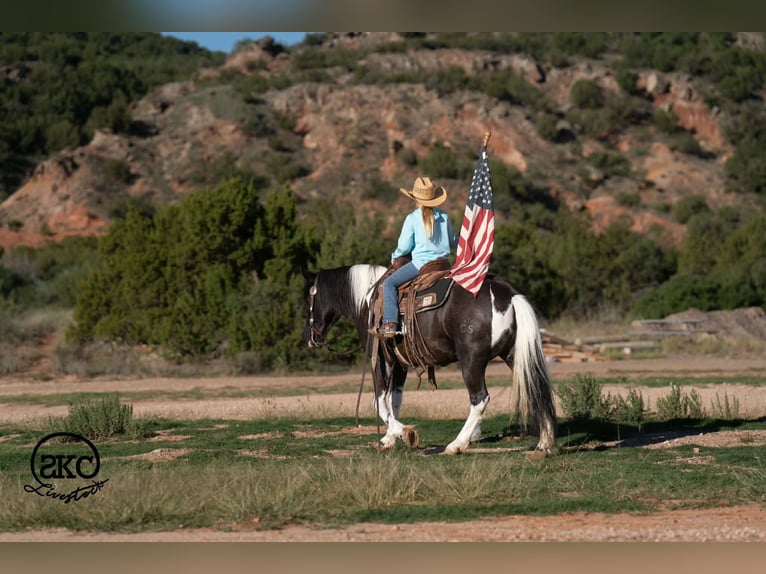 More ponies/small horses Mare 14 years 14 hh Pinto in Canyon
