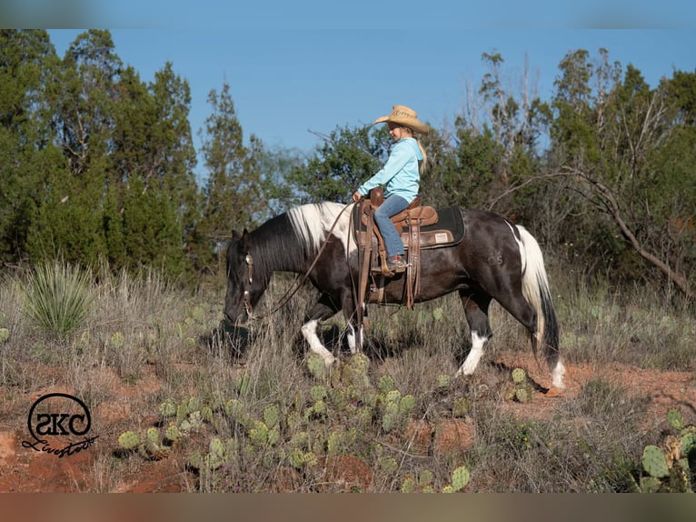 More ponies/small horses Mare 14 years 14 hh Pinto in Canyon