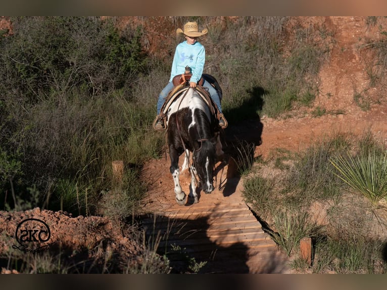 More ponies/small horses Mare 14 years 14 hh Pinto in Canyon