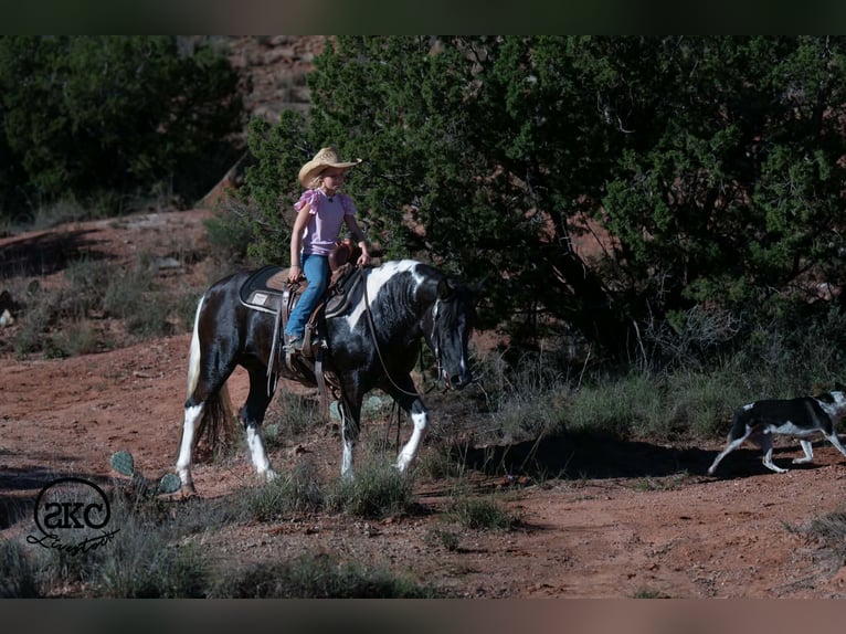 More ponies/small horses Mare 14 years 14 hh Pinto in Canyon