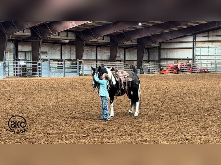 More ponies/small horses Mare 14 years 14 hh Pinto in Canyon