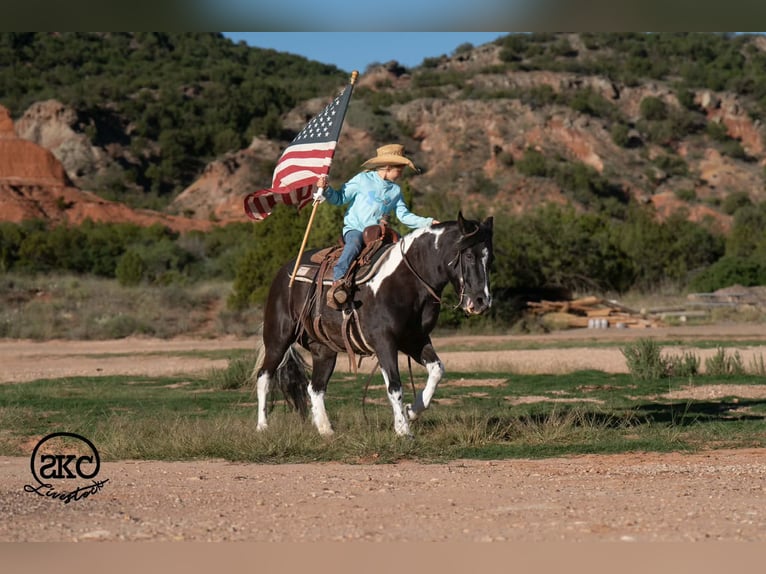 More ponies/small horses Mare 14 years 14 hh Pinto in Canyon