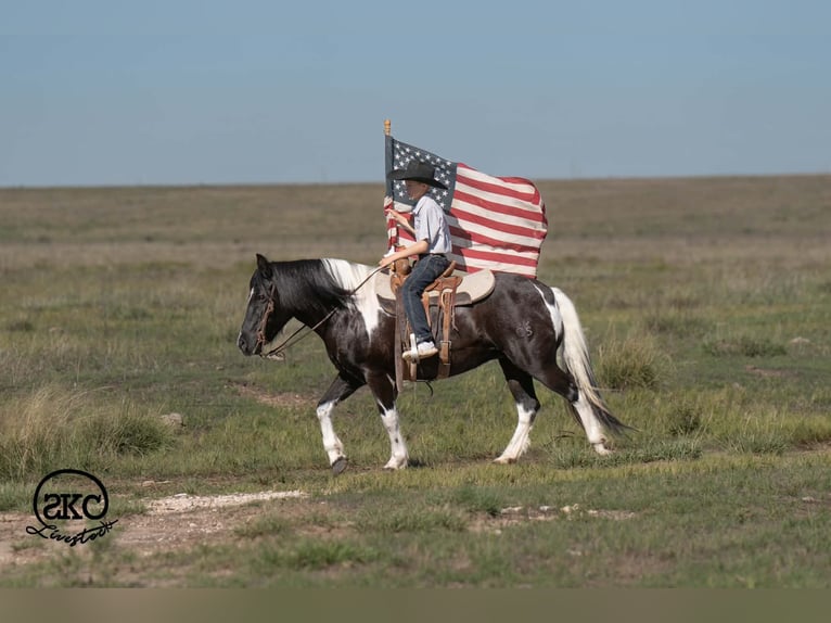 More ponies/small horses Mare 14 years 14 hh Pinto in Canyon