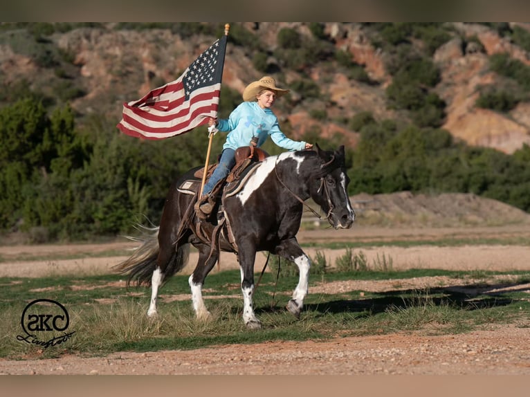 More ponies/small horses Mare 14 years 14 hh Pinto in Canyon