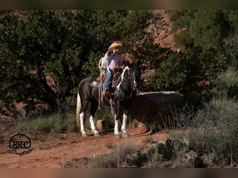 More ponies/small horses Mare 14 years 14 hh Pinto in Canyon