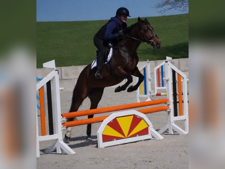 More ponies/small horses Mare 14 years 14,1 hh Bay-Dark in Nettersheim