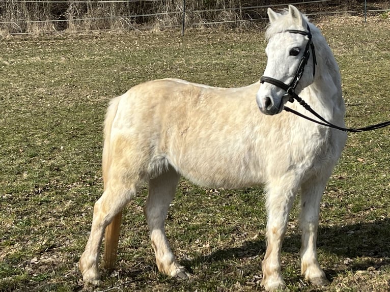 More ponies/small horses Mare 15 years 11.2 hh Grey in Ursensollen