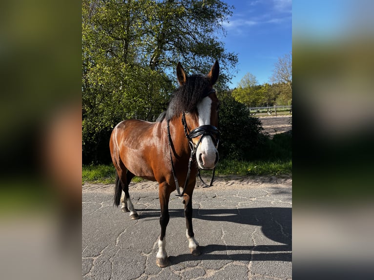 More ponies/small horses Mix Mare 15 years 13.1 hh Brown in Bad Zwischenahn