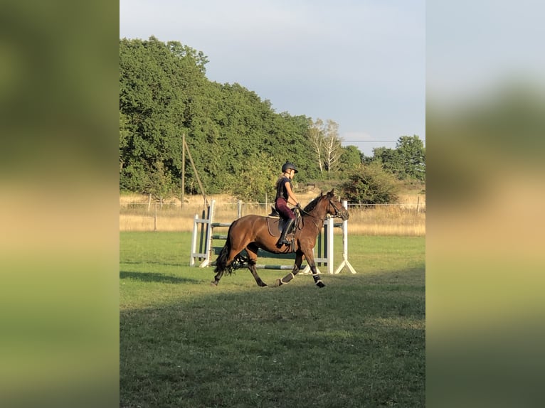 More ponies/small horses Mare 15 years 13 hh Bay-Dark in Etingen
