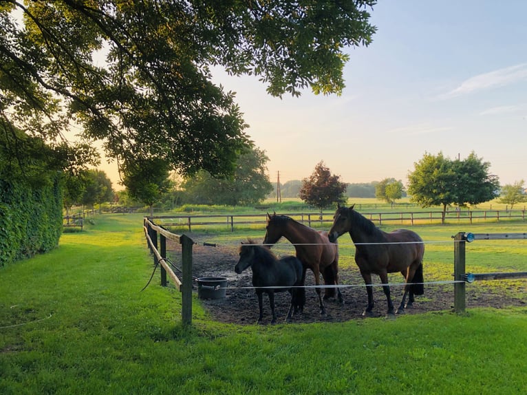 More ponies/small horses Mare 15 years 13 hh Bay-Dark in Etingen