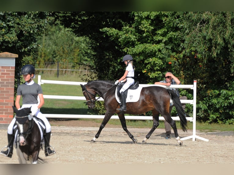 More ponies/small horses Mare 15 years 14,2 hh Bay-Dark in Meppen