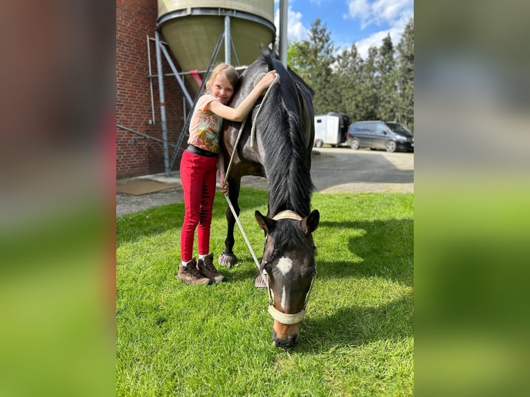 More ponies/small horses Mare 15 years 14,2 hh Bay-Dark in Meppen