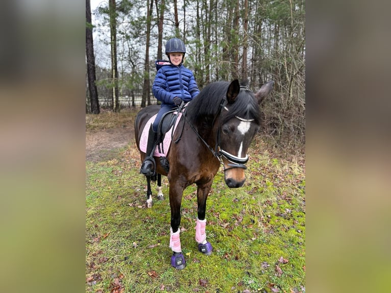 More ponies/small horses Mare 15 years 14,2 hh Bay-Dark in Meppen