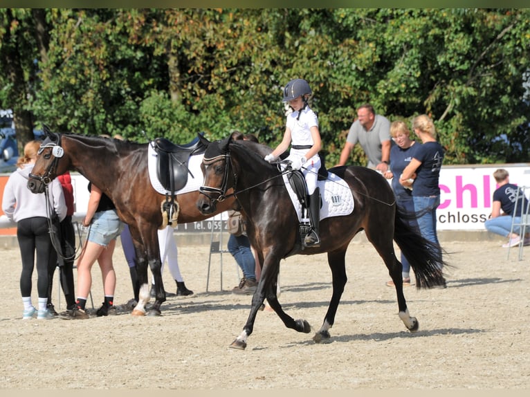 More ponies/small horses Mare 15 years 14,2 hh Bay-Dark in Meppen