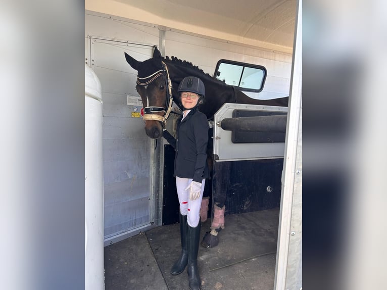 More ponies/small horses Mare 15 years 14,2 hh Bay-Dark in Meppen
