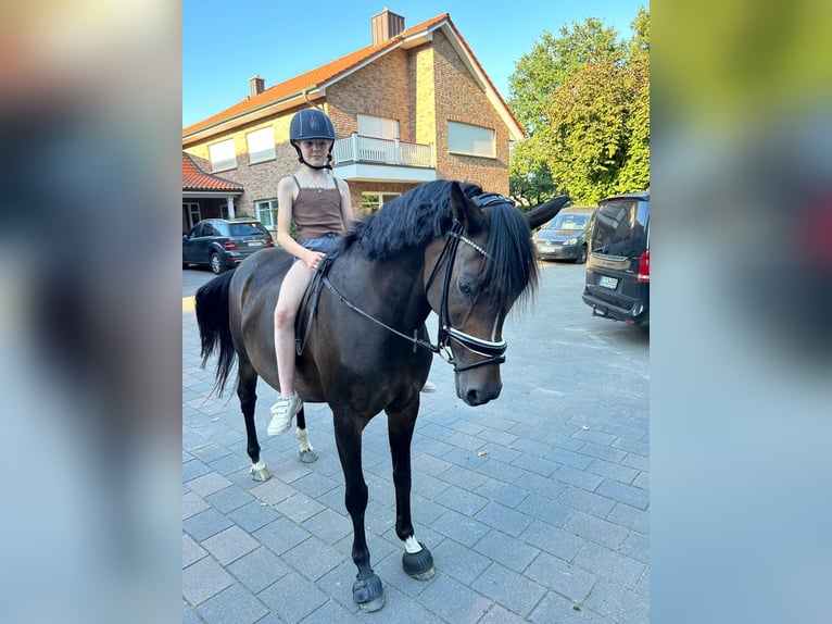 More ponies/small horses Mare 15 years 14,2 hh Bay-Dark in Meppen