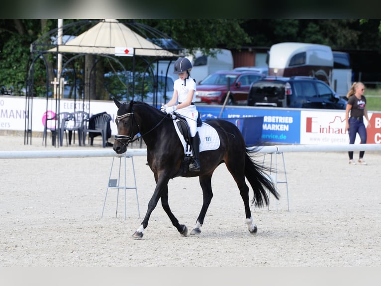 More ponies/small horses Mare 15 years 14,2 hh Bay-Dark in Meppen