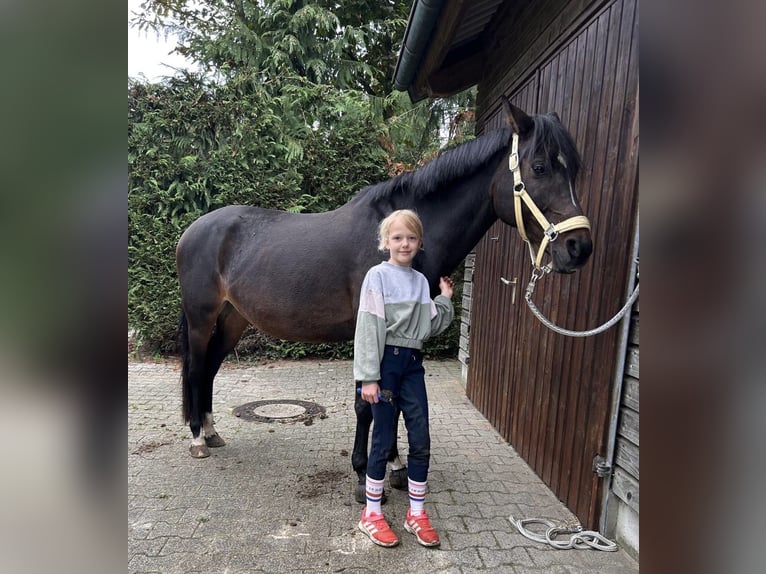 More ponies/small horses Mare 15 years 14,2 hh Bay-Dark in Meppen