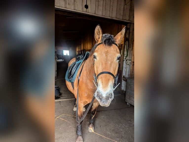 More ponies/small horses Mix Mare 15 years 14,2 hh in Hennigsdorf