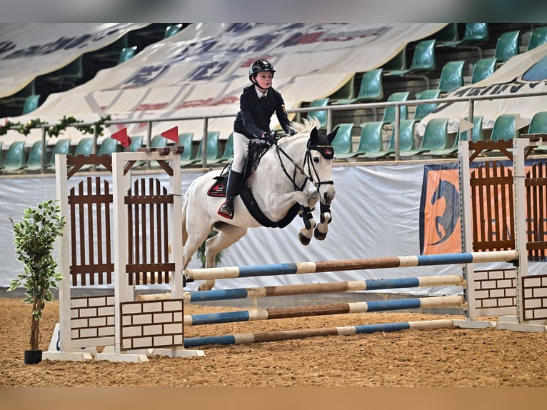 More ponies/small horses Mare 15 years Grey in Mainburg