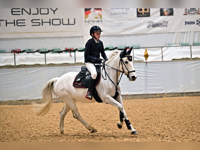 More ponies/small horses Mare 15 years Grey in Mainburg