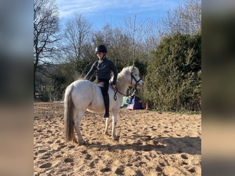More ponies/small horses Mix Mare 16 years 12.1 hh Grey in Bad Münder am Deister