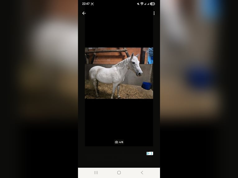 More ponies/small horses Mix Mare 16 years 13.1 hh Grey in Mirow