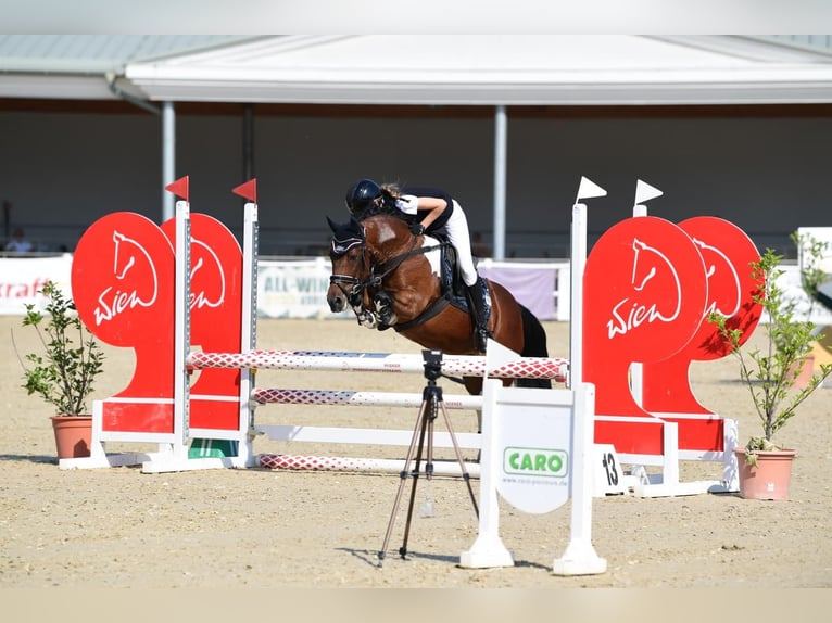 More ponies/small horses Mare 16 years 13 hh Pinto in Edelsbach bei Feldbach