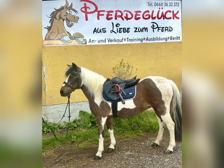 More ponies/small horses Mare 16 years 13,1 hh Pinto in Pelmberg