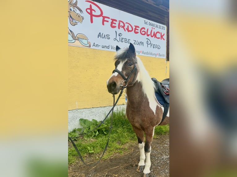 More ponies/small horses Mare 16 years 13,1 hh Pinto in Pelmberg